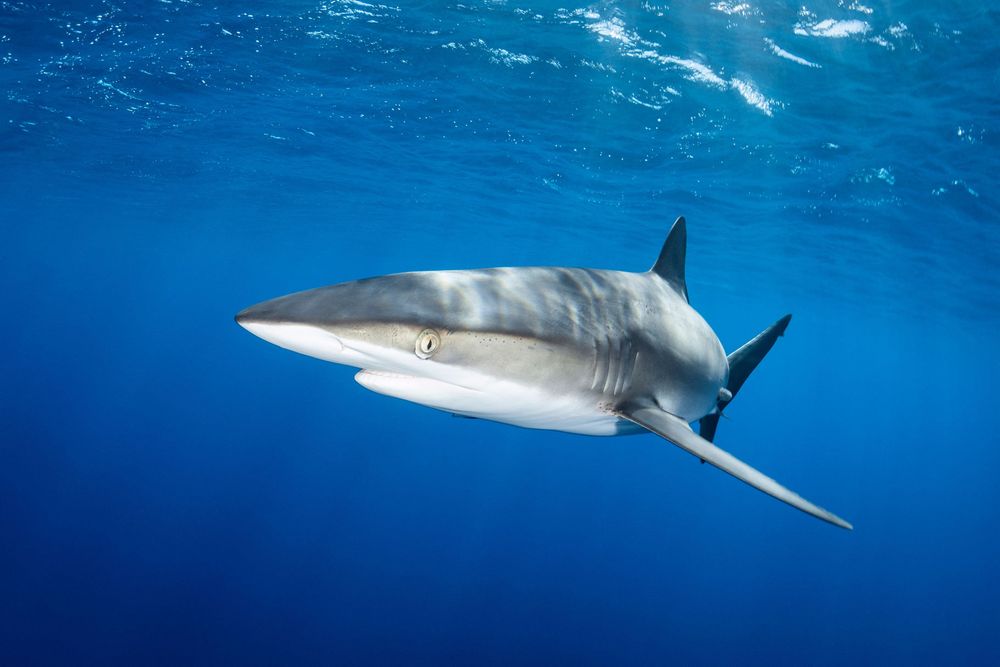 <p class="p1"><span class="s1">Plongée au Mexique: avec DUNE, découvrez la culture Maya et plongez en cénotes et fonds multicolores</span></p>