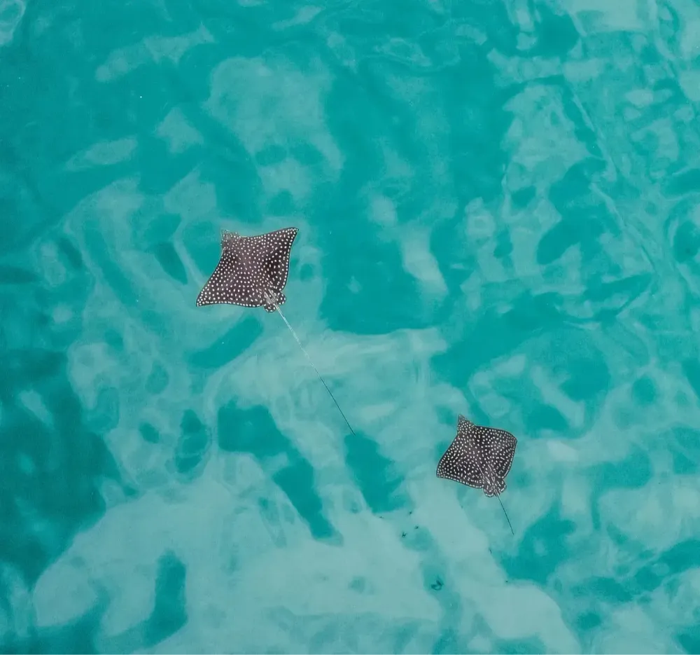 <p class="p1"><i>Découvrez notre croisière</i></p>