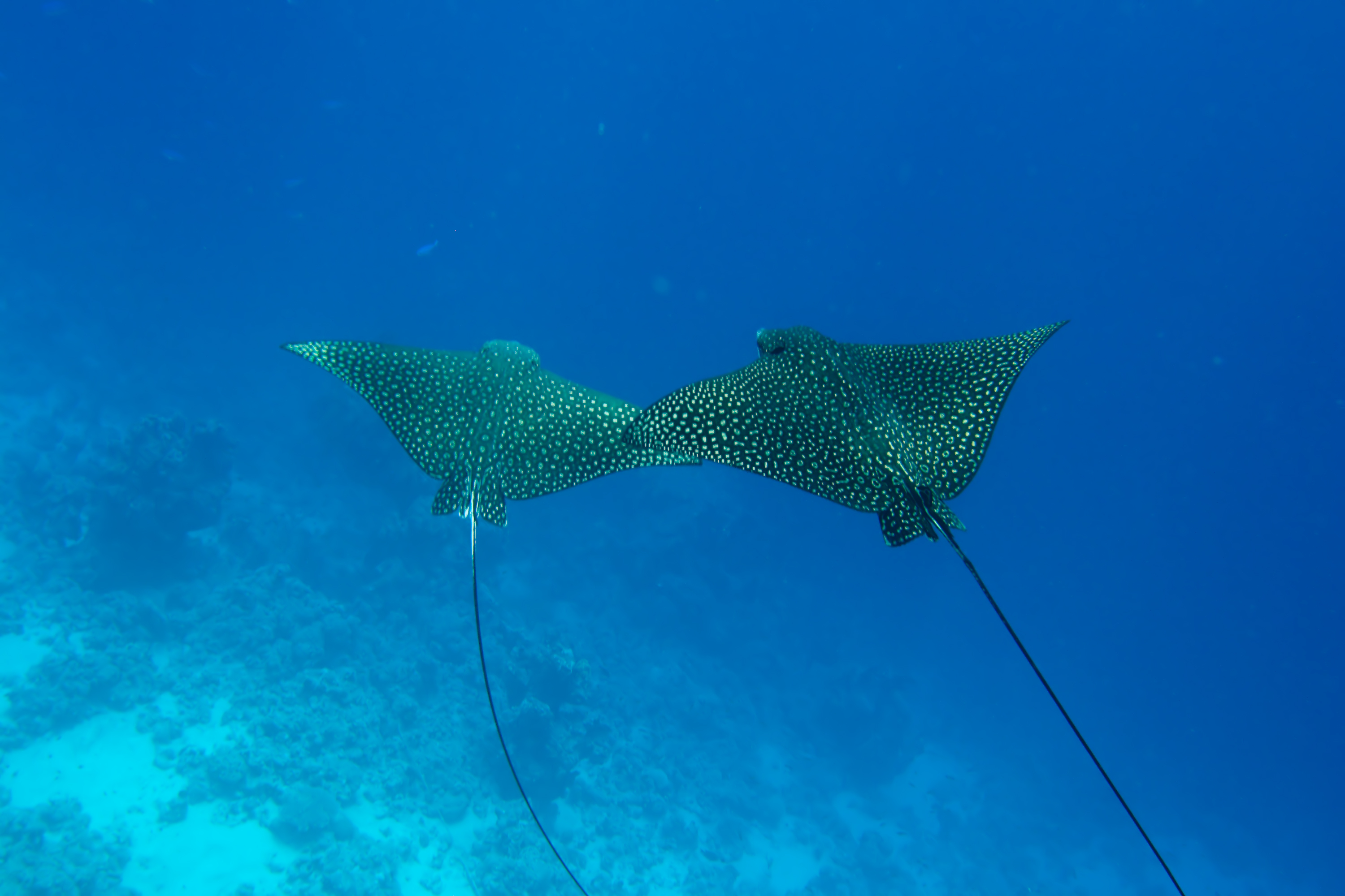 Maldives Marine Life: Top 30 Species to See