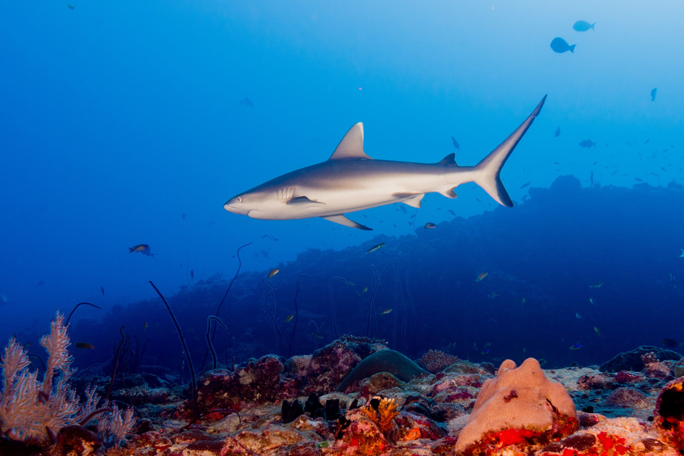 Maldives Underwater Photography Guide