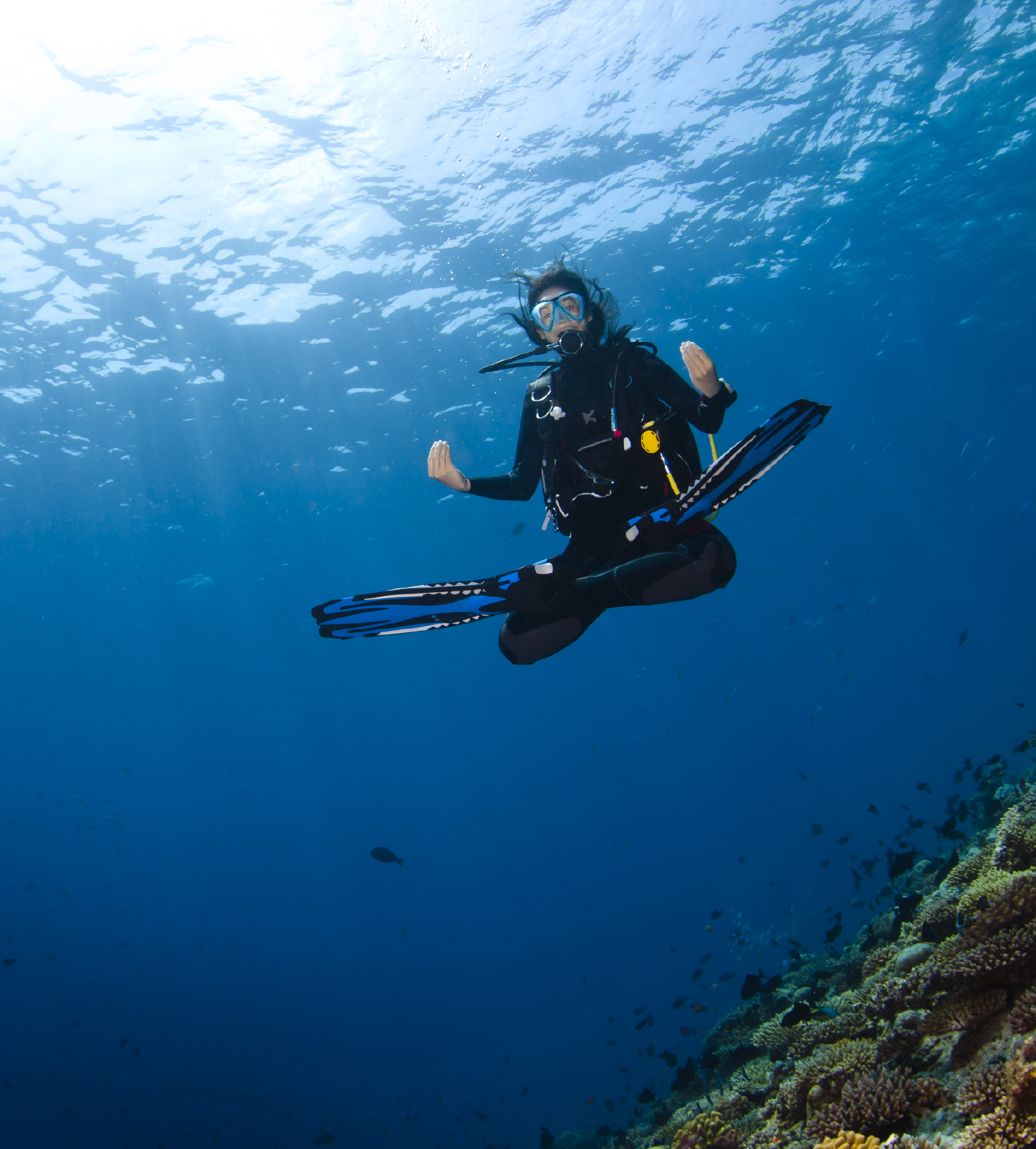 Manta Rays in the Maldives — Where & When to Dive