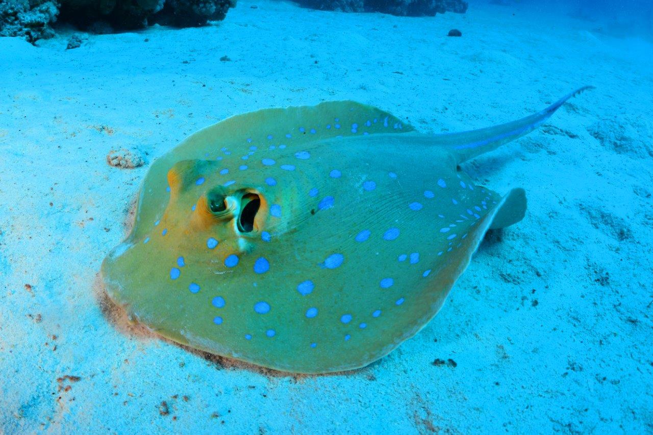 Manta Rays in the Red Sea: Where and When to Dive with Mantas