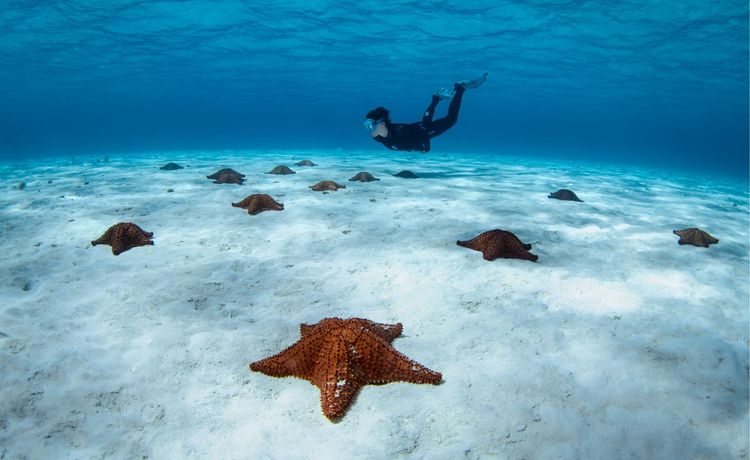 Plongée au Mexique : cénotes, récifs et requins des Caraïbes