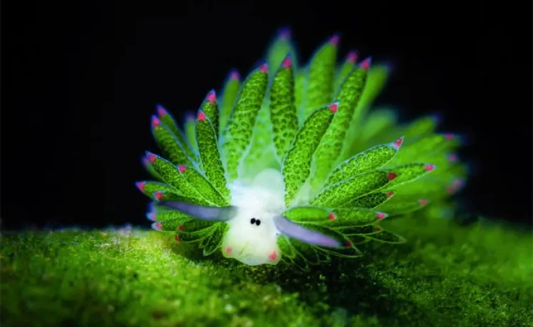À la rencontre du Costasiella à Madagascar : une plongée unique à Nosy Be avec DUNE