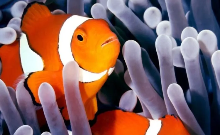 Plongée à Bali : une destination complète entre récifs, épaves et macro