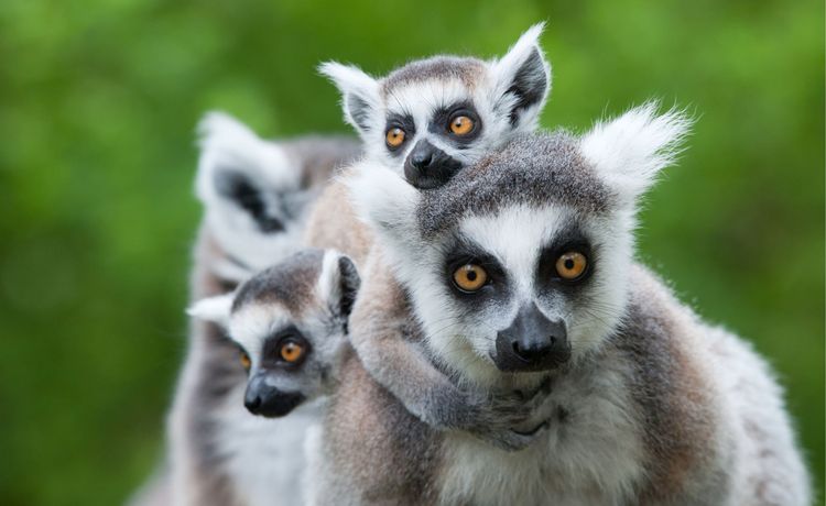 Plongée à Madagascar : biodiversité sauvage et rencontres exceptionnelles