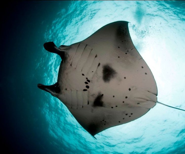 <p class="p1"><span class="s1">Plongée à Bali : l'île des Dieux dont rafolent les Mola Mola</span></p>