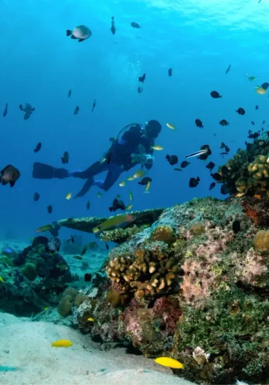 Croisière plongée en Indonésie  - Mer de Banda - Baie de Triton - Sur les traces de Wallacea