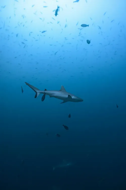 Croisière plongée aux Maldives  - Exclusivement Grand Sud, un concentré de requins