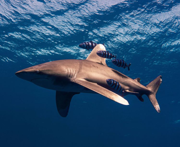 Elphinstone Reef : le spot à requins longimanes