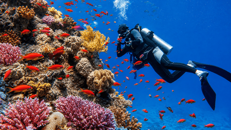 Où plonger en septembre, octobre et novembre ? 5 destinations pour l’automne