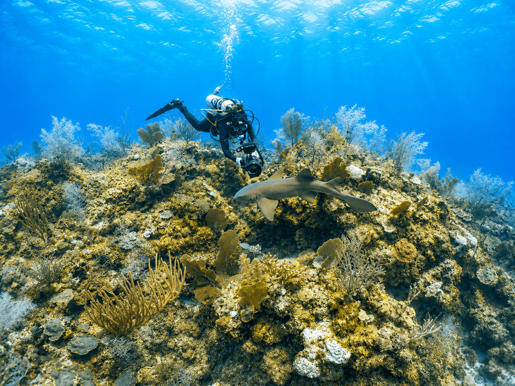 Croisière sciences participatives : recensement raies et requins