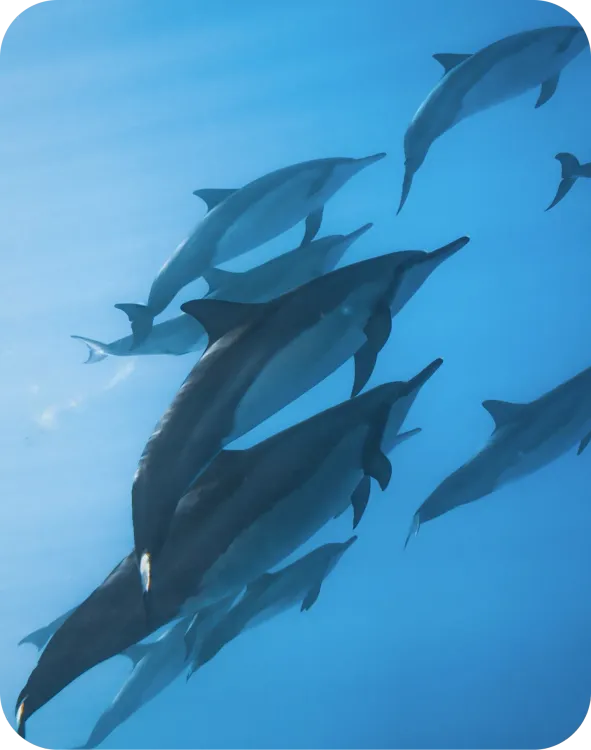 Croisière nage avec les dauphins et culture égyptienne
