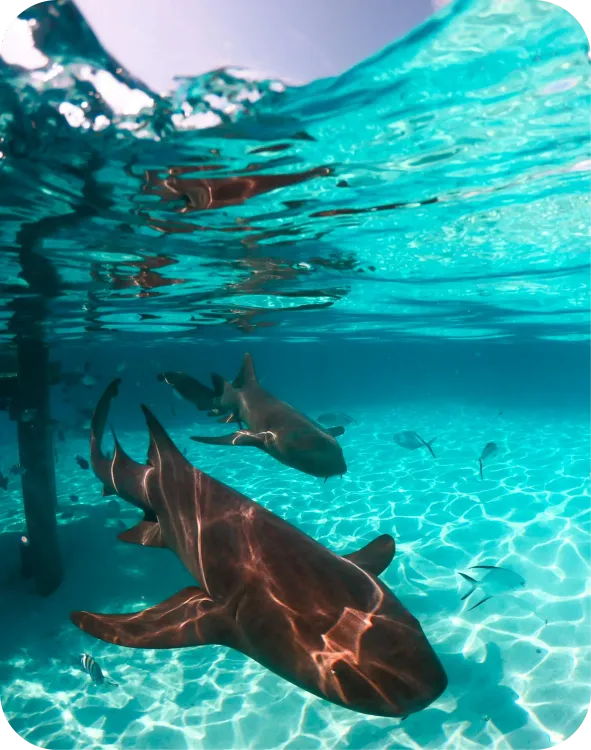 Croisière plongée en Indonésie  - Triton - Raja Ampat - Spécial Biodiversité