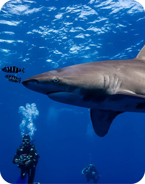 Croisière plongée "Requins et épaves légendaires"