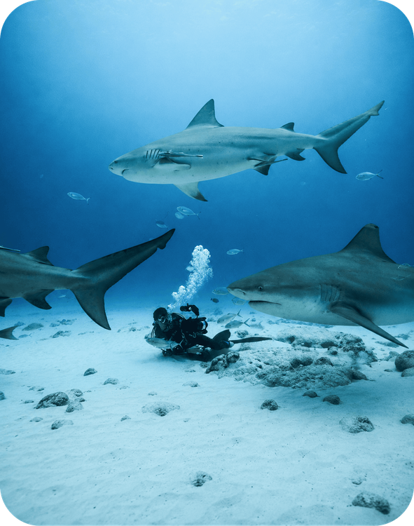 Séjour plongée au Mexique - "Spécial requins bouledogues avec Shark Education"