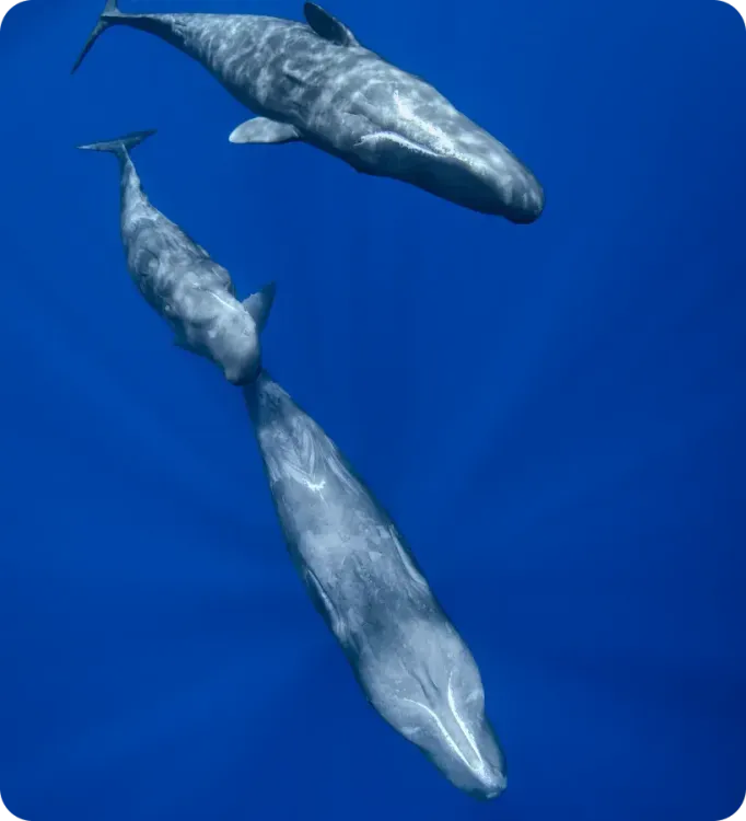 <p class="p1"><i>Découvrez notre expédition&nbsp;</i></p>