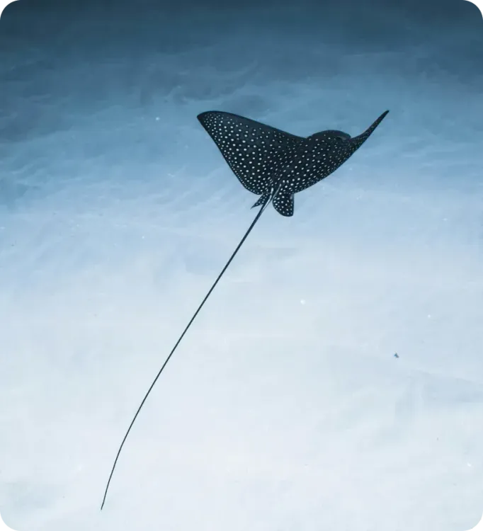 <p class="p1"><i>Découvrez notre croisière</i></p>