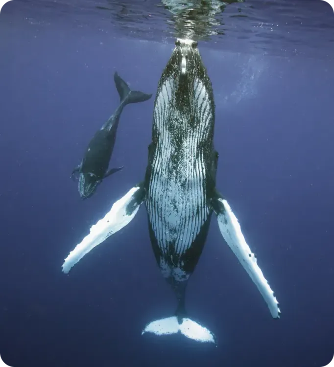 <p class="p1"><i>Découvrez notre croisière</i></p>