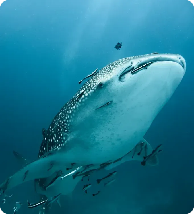 <p class="p1"><i>Découvrez notre croisière</i></p>