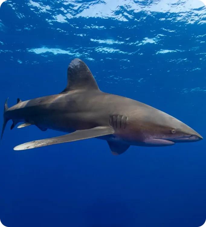 <p class="p1"><i>Découvrez notre croisière</i></p>