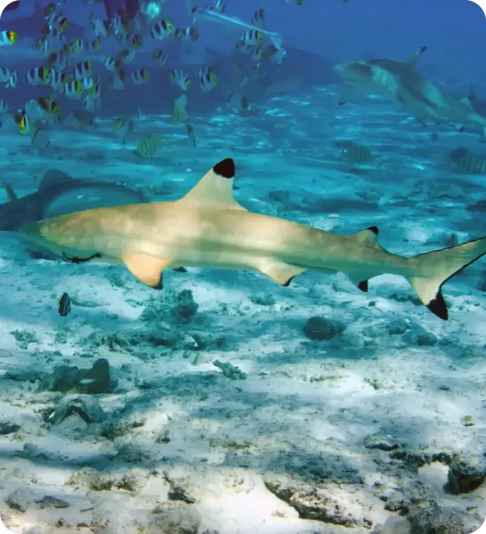 <p class="p1"><i>Découvrez notre croisière</i></p>