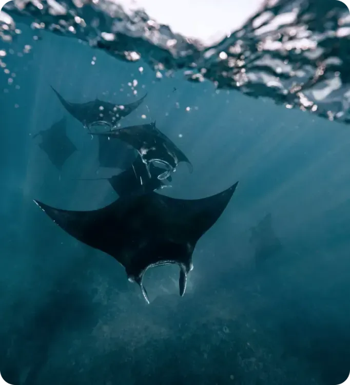 <p class="p1"><i>Découvrez notre croisière</i></p>