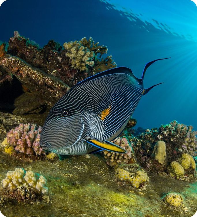 <p class="p1"><i>Découvrez notre croisière</i></p>