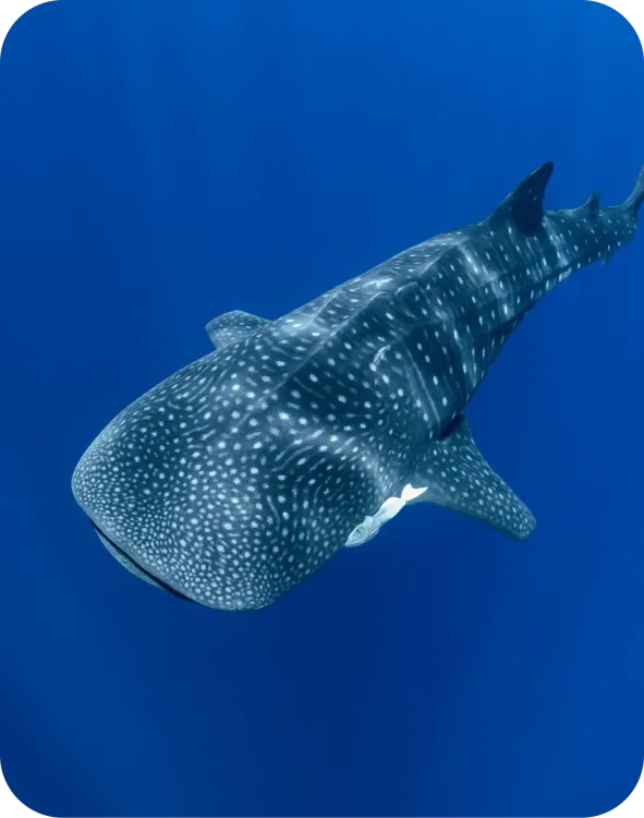 Séjour plongée au Mexique - "Spécial requins baleines"