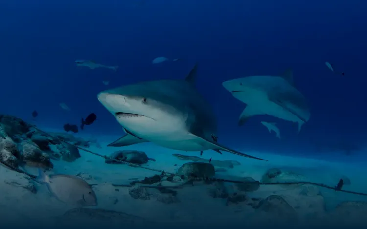 Séjour plongée au Mexique - "Spécial requins bouledogues avec Shark Education"