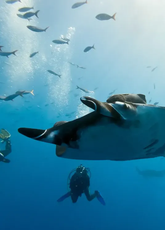 Croisière plongée aux Maldives - Atolls Nord, Manta Festival