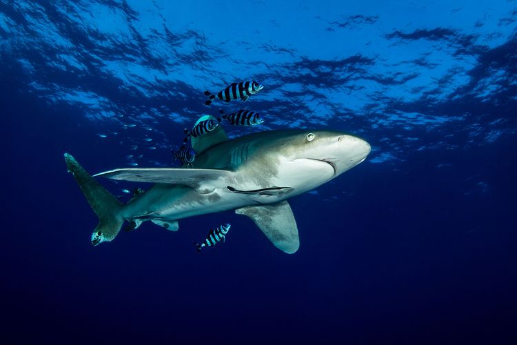 Shark Education : plonger avec les requins en Égypte avec DUNE