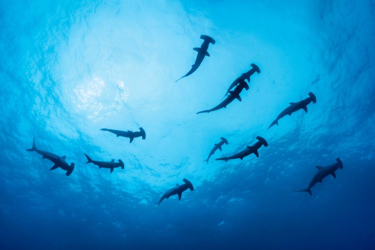 Croisière plongée sciences participatives - Recensement des raies et requins