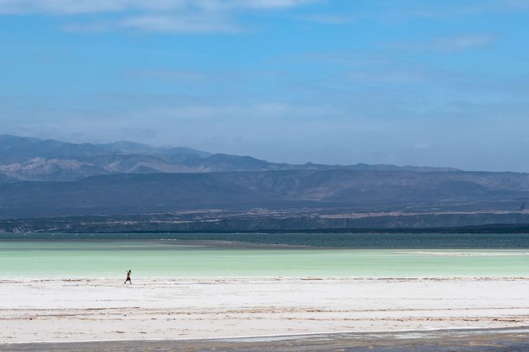 Plongée à Djibouti : requins-baleines et mer Rouge sauvage