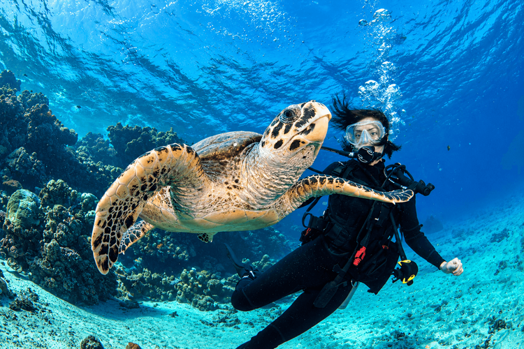 Arabie Saoudite - Croisière Five Corals & Seven Sisters
