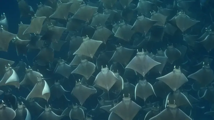 Raja Ampat : l’un des plus beaux sanctuaires de plongée au monde