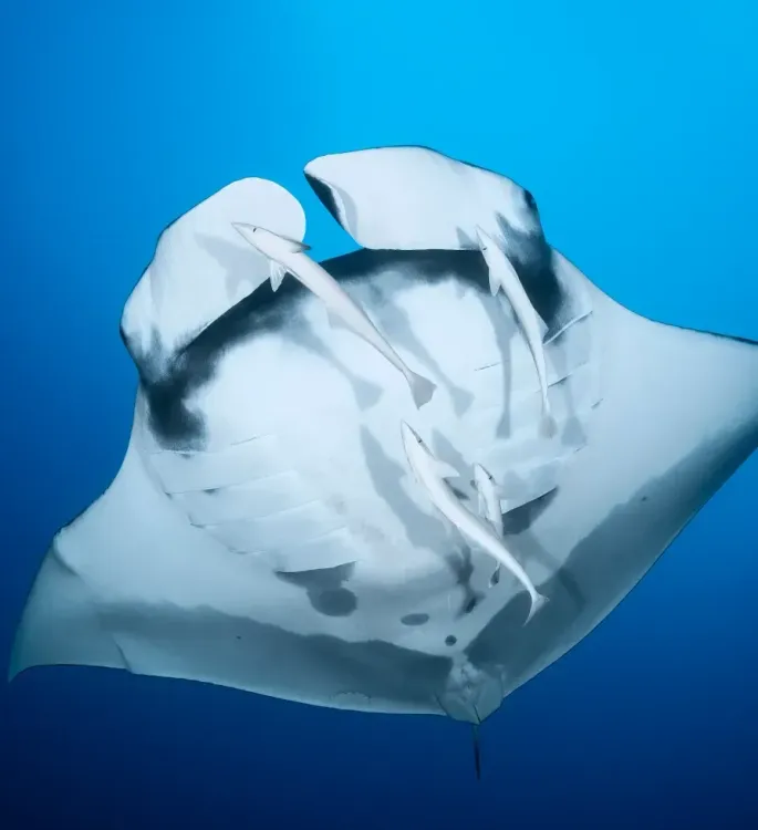 <p class="p1"><span class="s1">Plongées au bout du monde aux Radama à Madagascar</span></p>