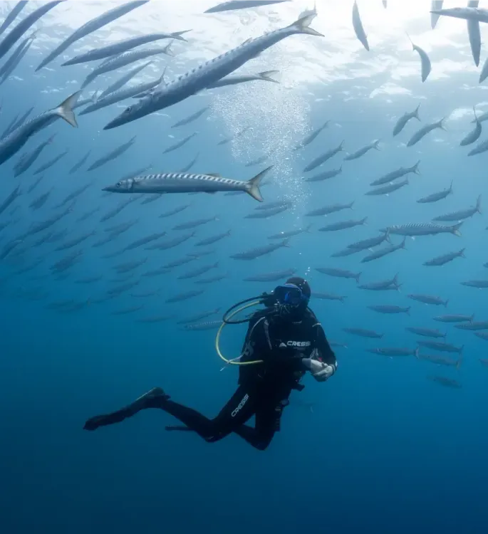 <p class="p1"><span class="s1">Plongée à Marseille au coeur des calanques</span></p>