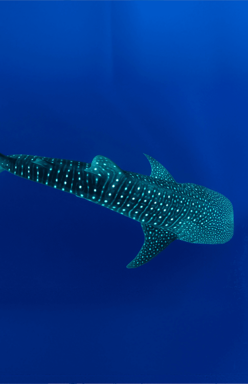 Jour 4 - Atoll Ari Sud