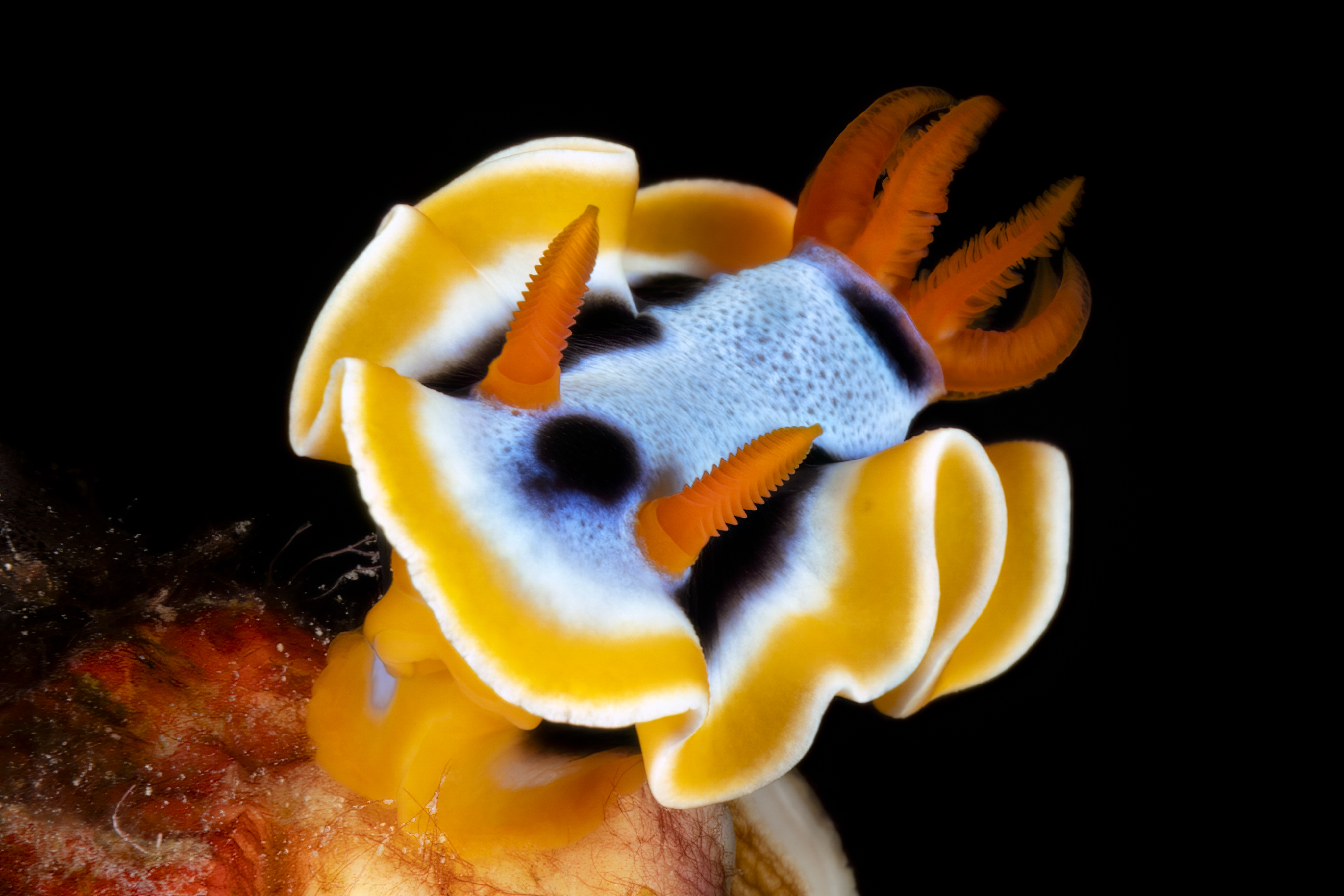 Night Diving in Indonesia