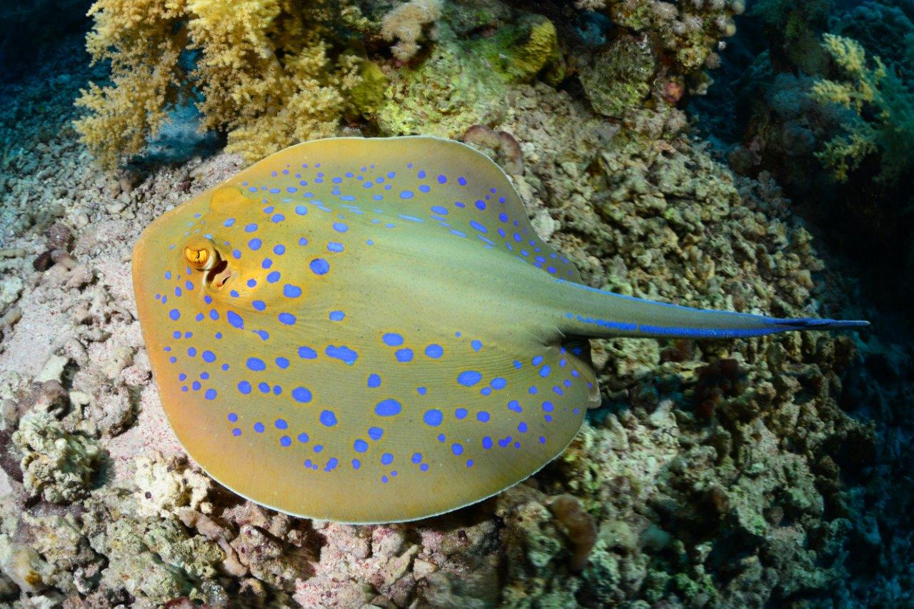 Night Diving in the Red Sea: Egypt's After-Dark Underwater World