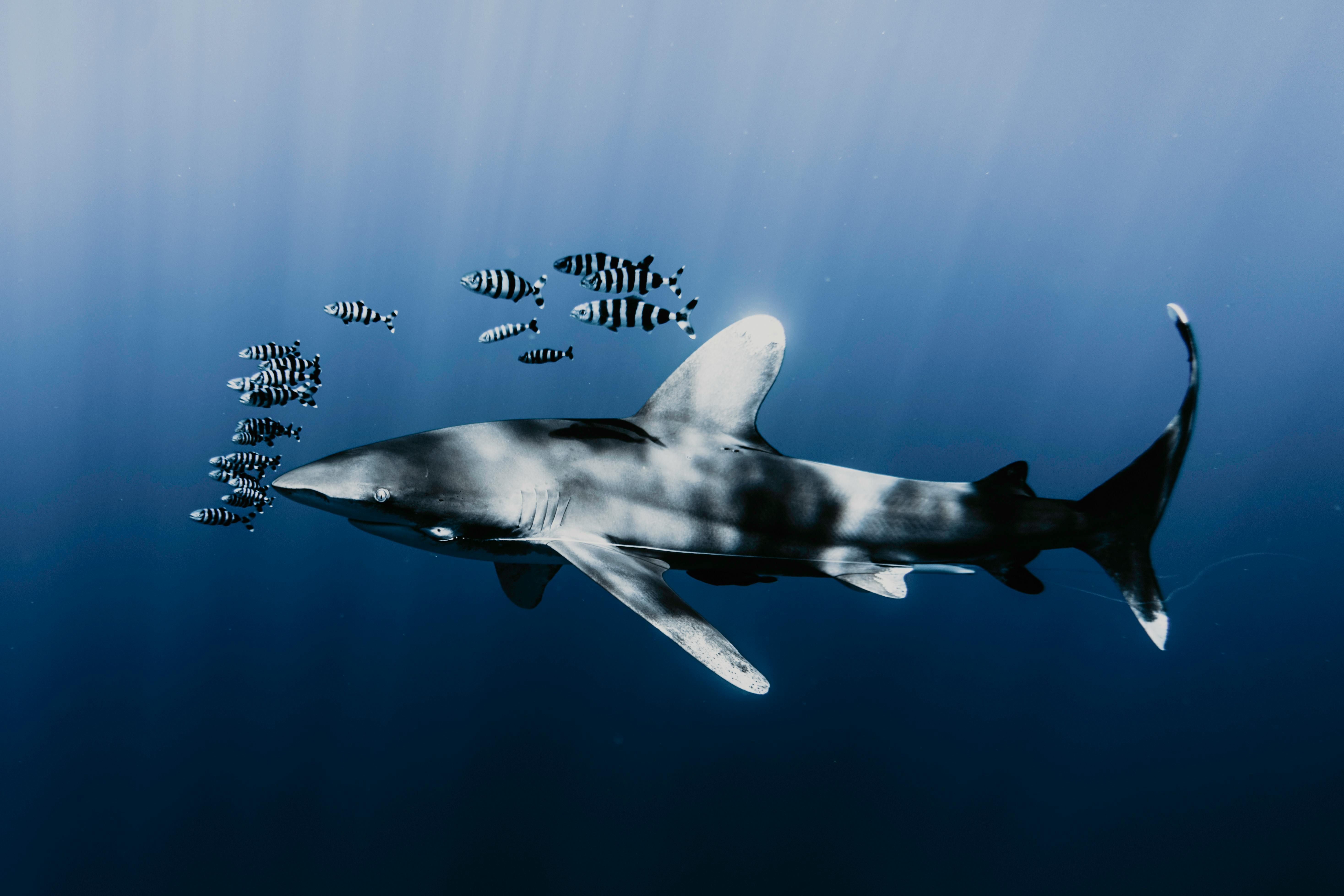 Longfin mako (Carcharhinus longimanus) — espèce marine DUNE