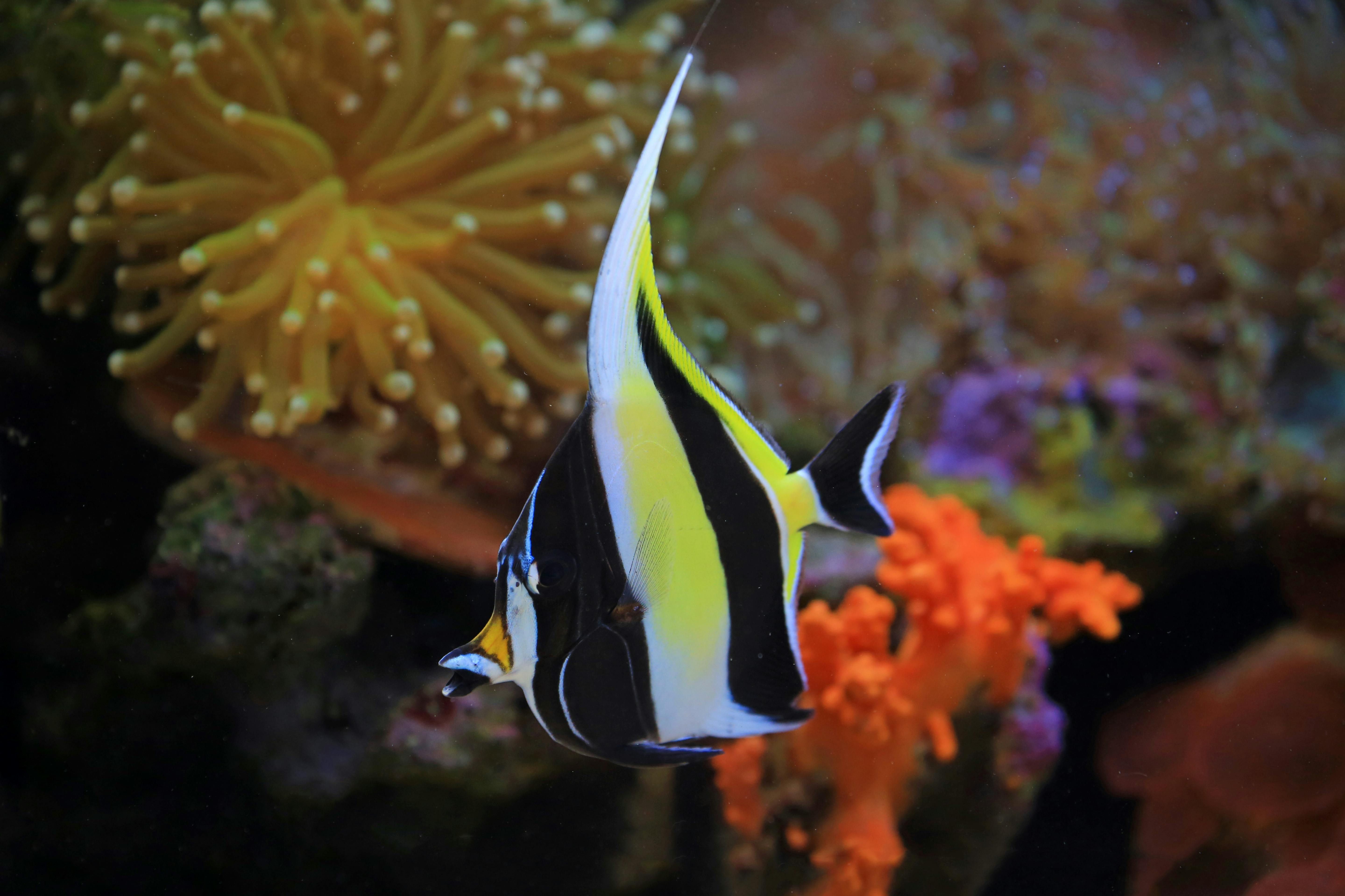 Bannerfish (Heniochus acuminatus) — espèce similaire