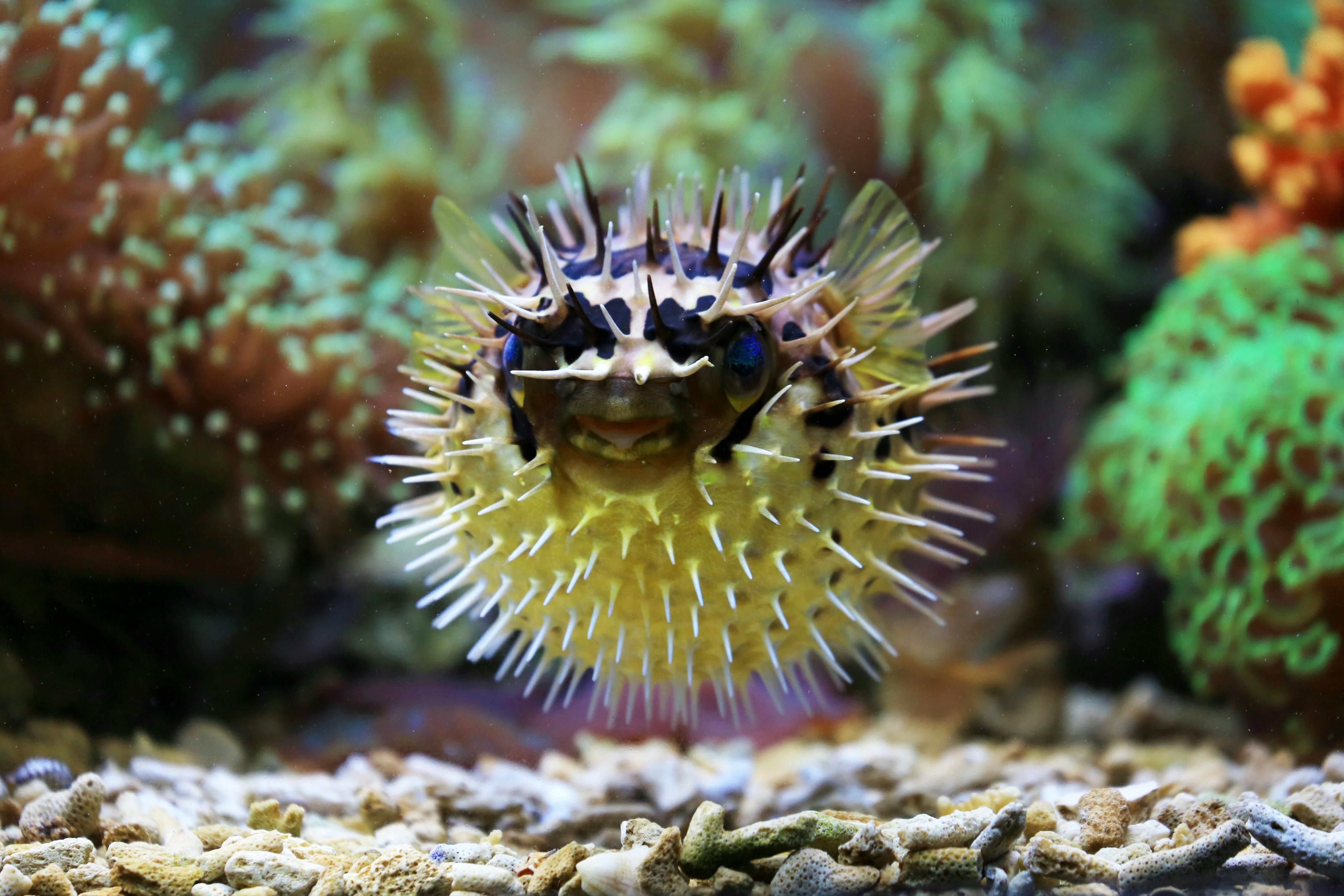 Pufferfish (Diodon hystrix) — espèce marine DUNE