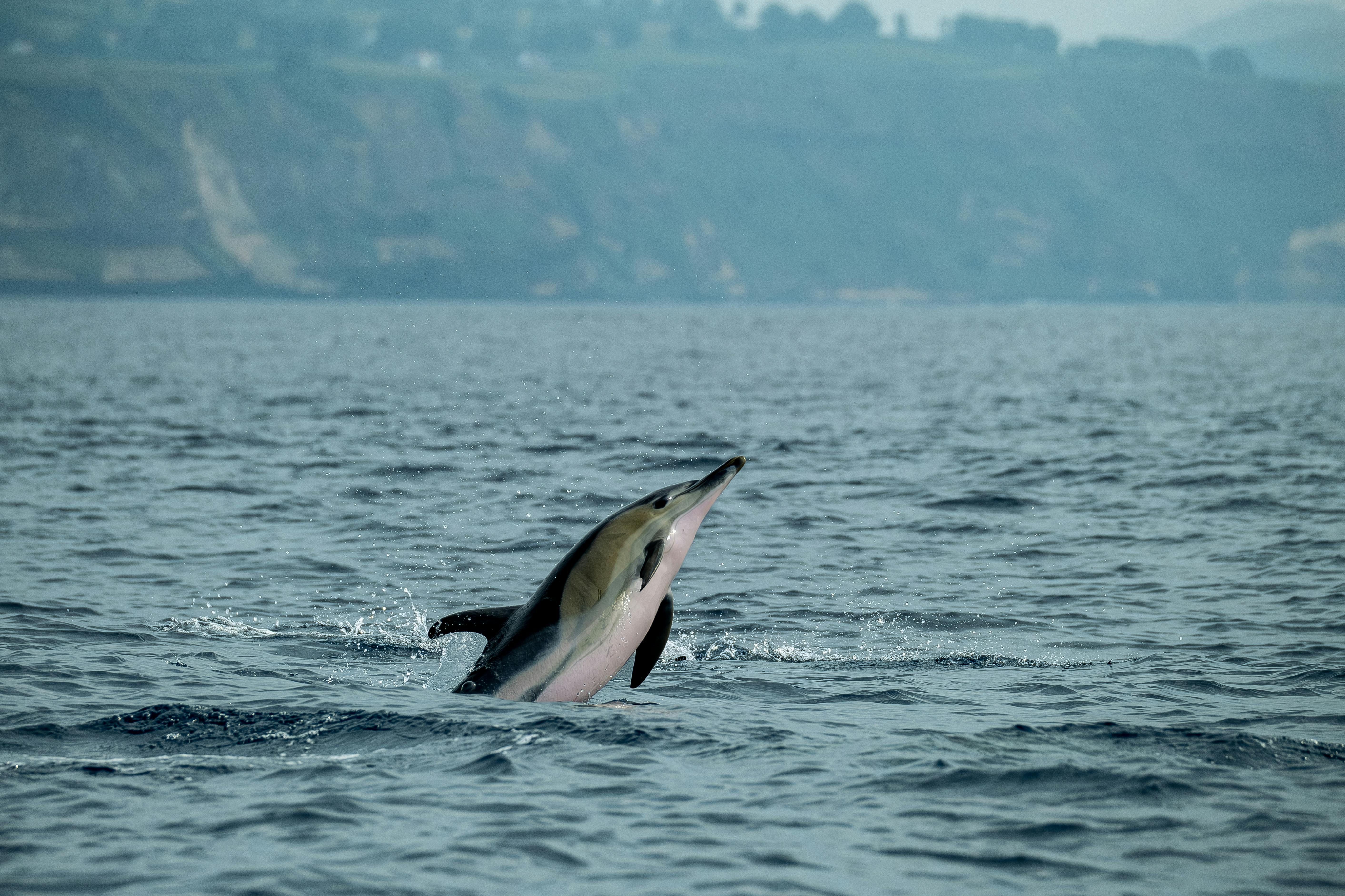 Lagenorhynchus acutus (Stenella coeruleoalba) — espèce marine DUNE