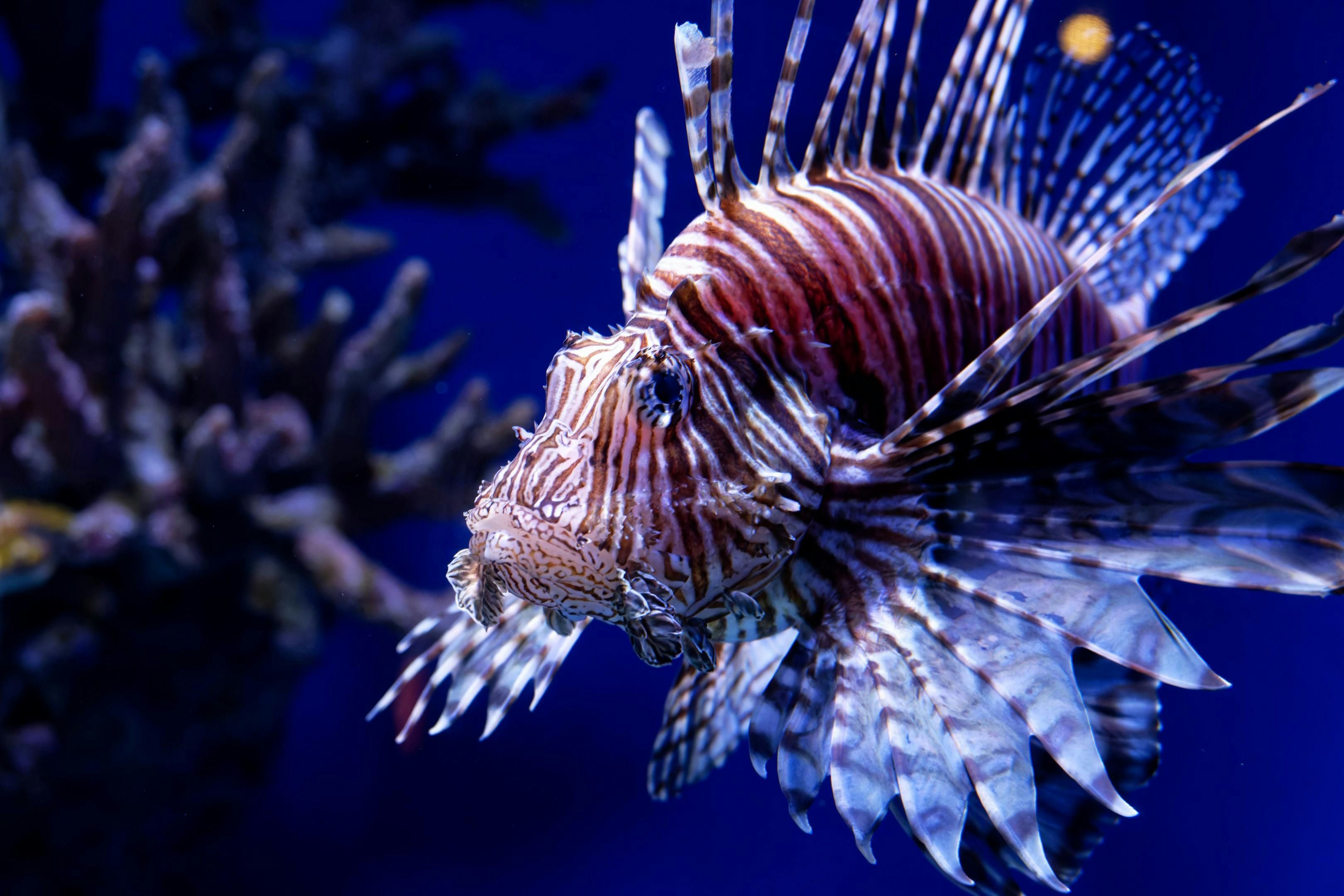 Lionfish (Pterois volitans) — espèce marine DUNE