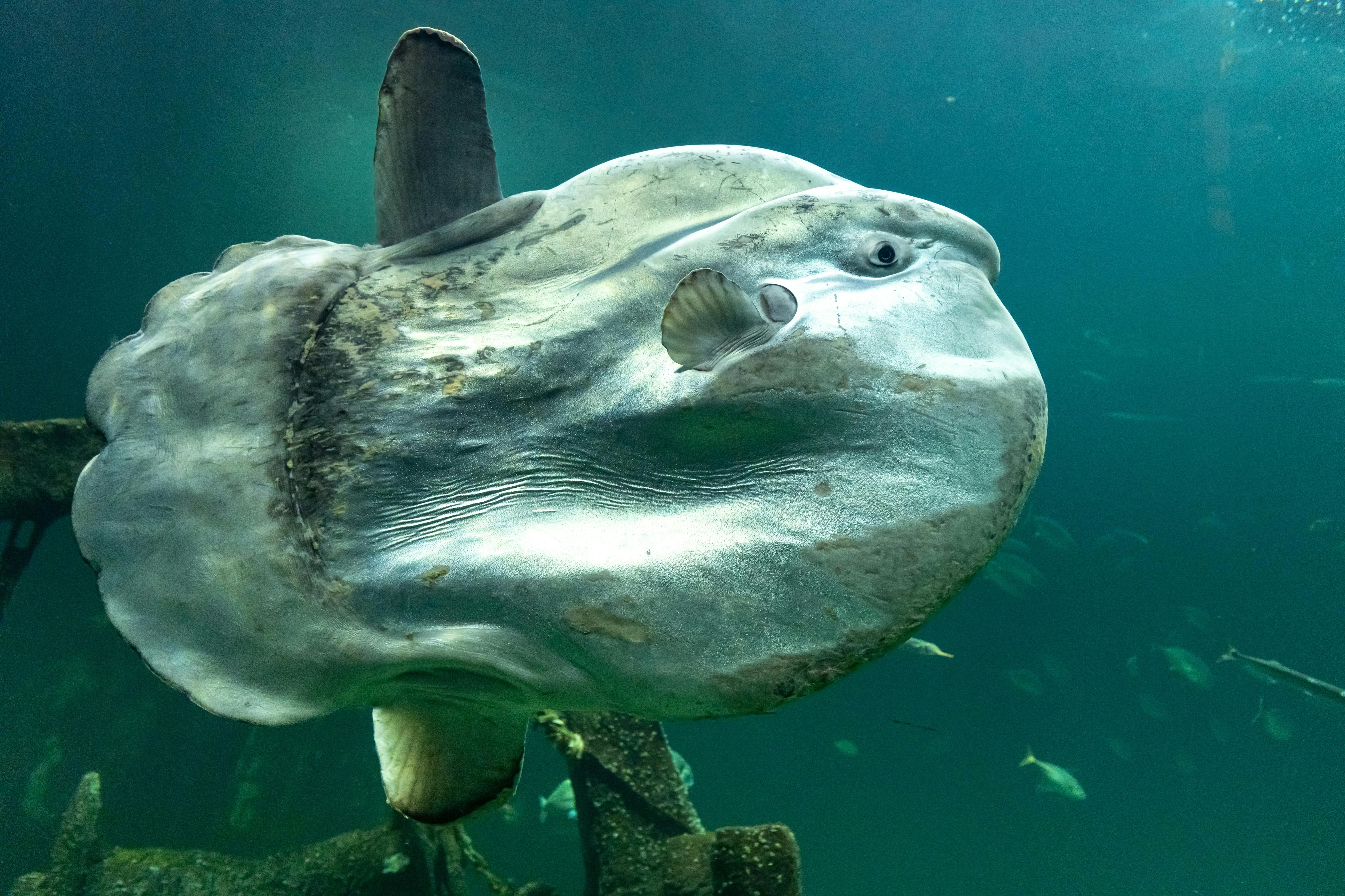 Mola Mola (Mola mola) — espèce marine DUNE