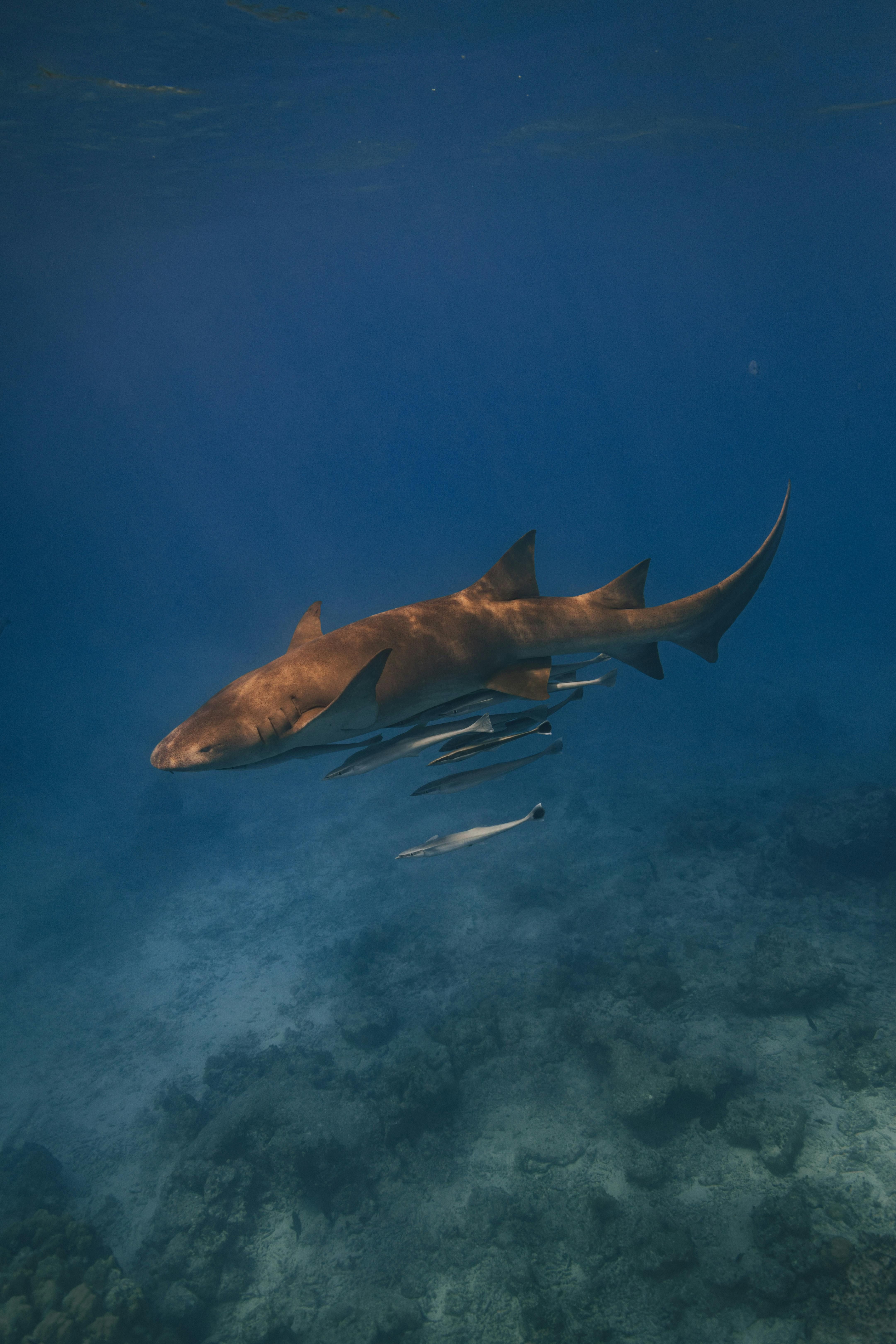 Nurse Shark (Nebrius ferrugineus) — espèce marine DUNE