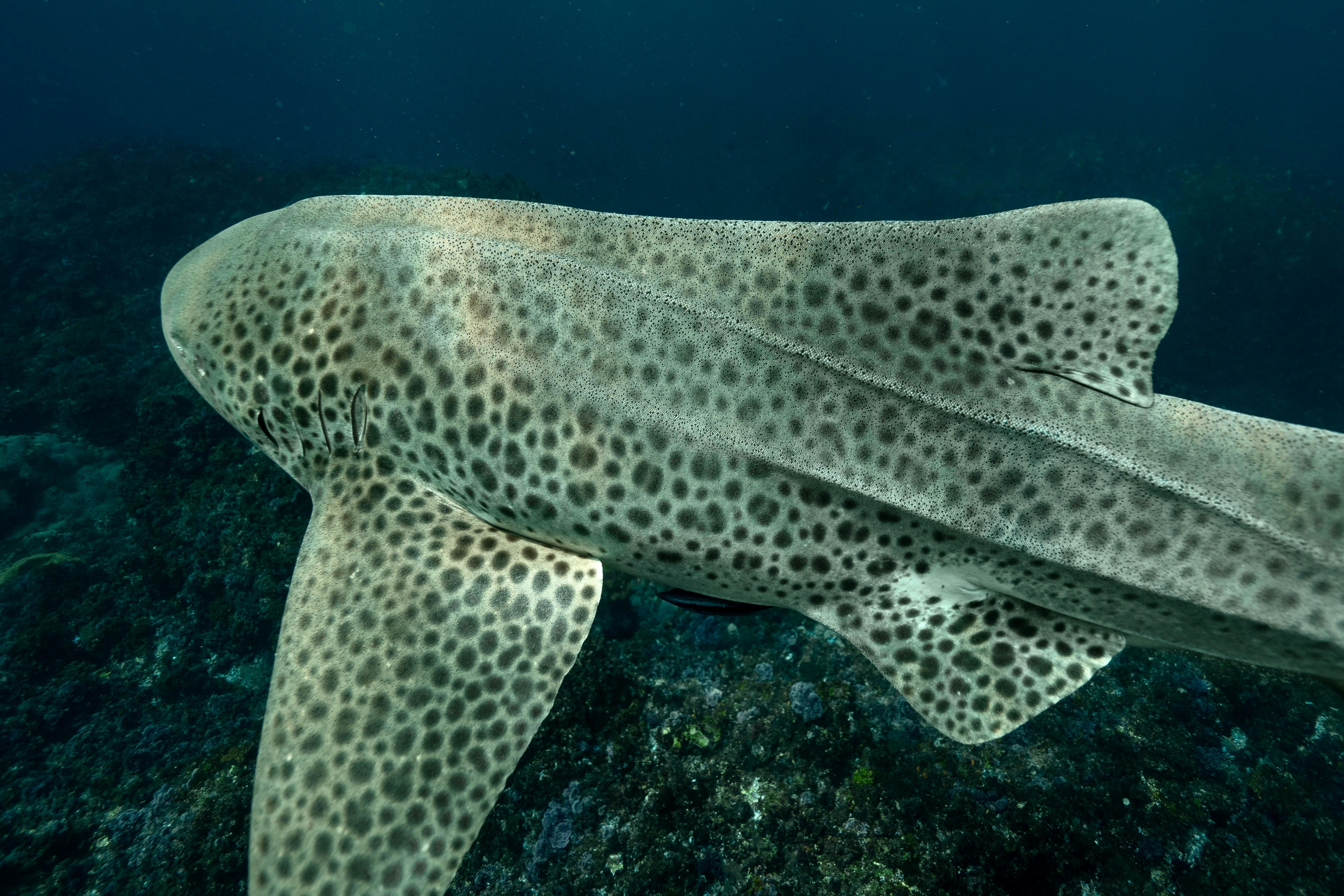 Leopard grouper (Triakis semifasciata) — espèce marine DUNE