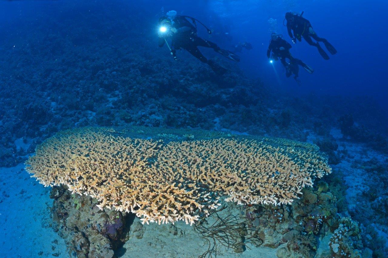 Planning Your First Egypt Liveaboard Trip: The Complete Checklist